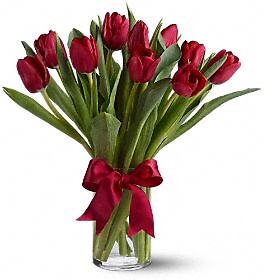 Radiantly Red Tulips