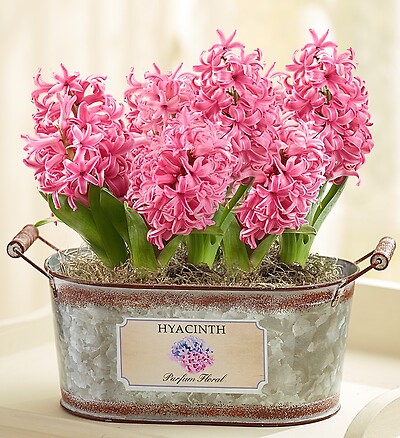 Heavenly Hyacinth + Free Gloves